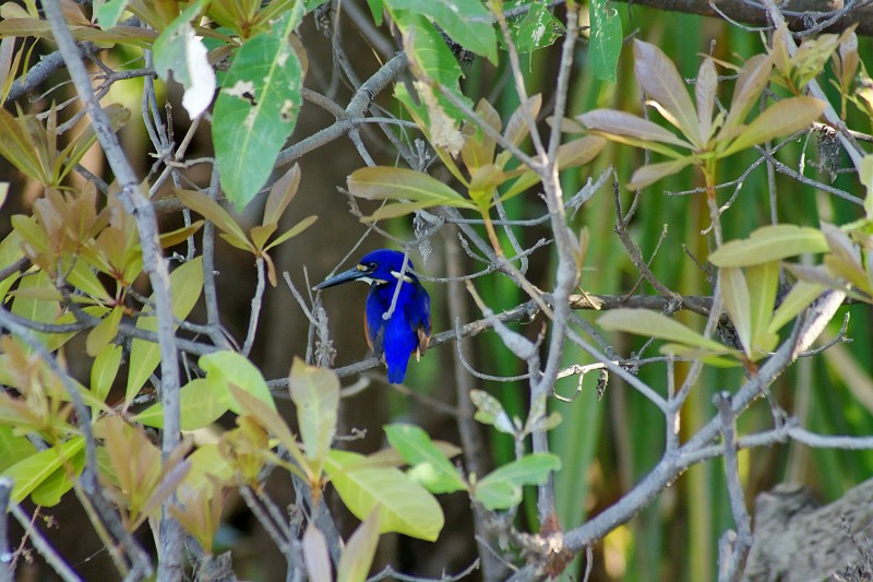 2009-11-06 22-01-08_1.jpg - Ein Eisvogel